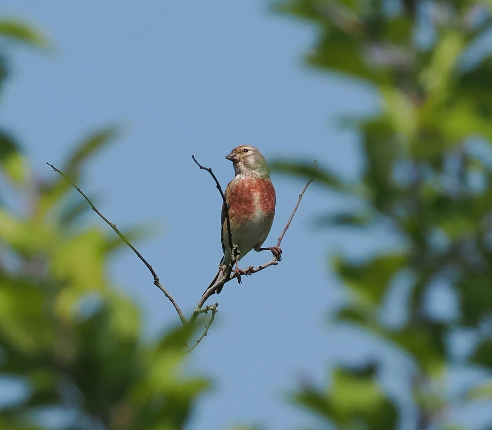 Vogelbeobachtung am Ferienhaus – Bluthänfling auf Ast, Hobbyfotografen-Tipp