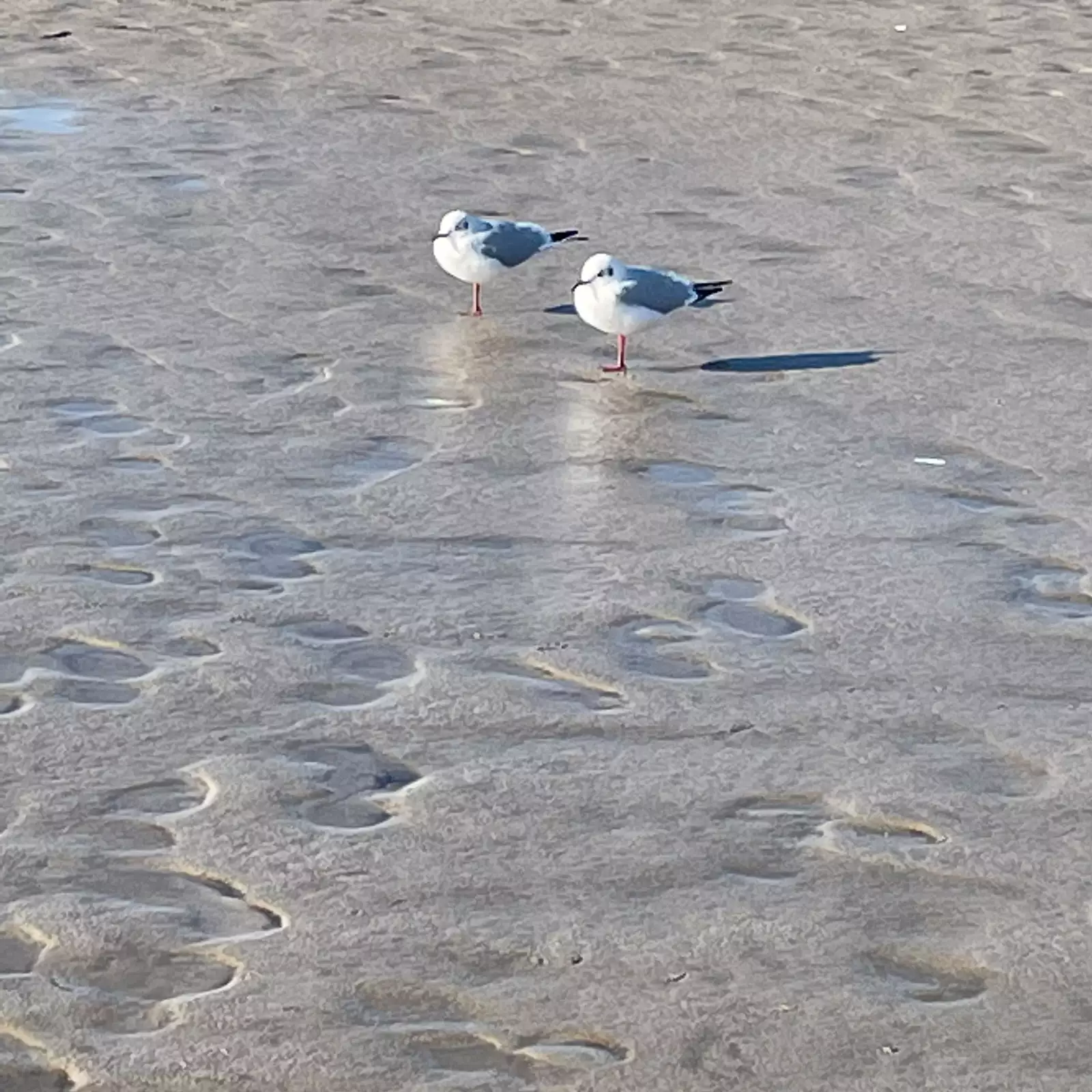 Urlaub zu zweit machen auch die Möwen hier im Watt