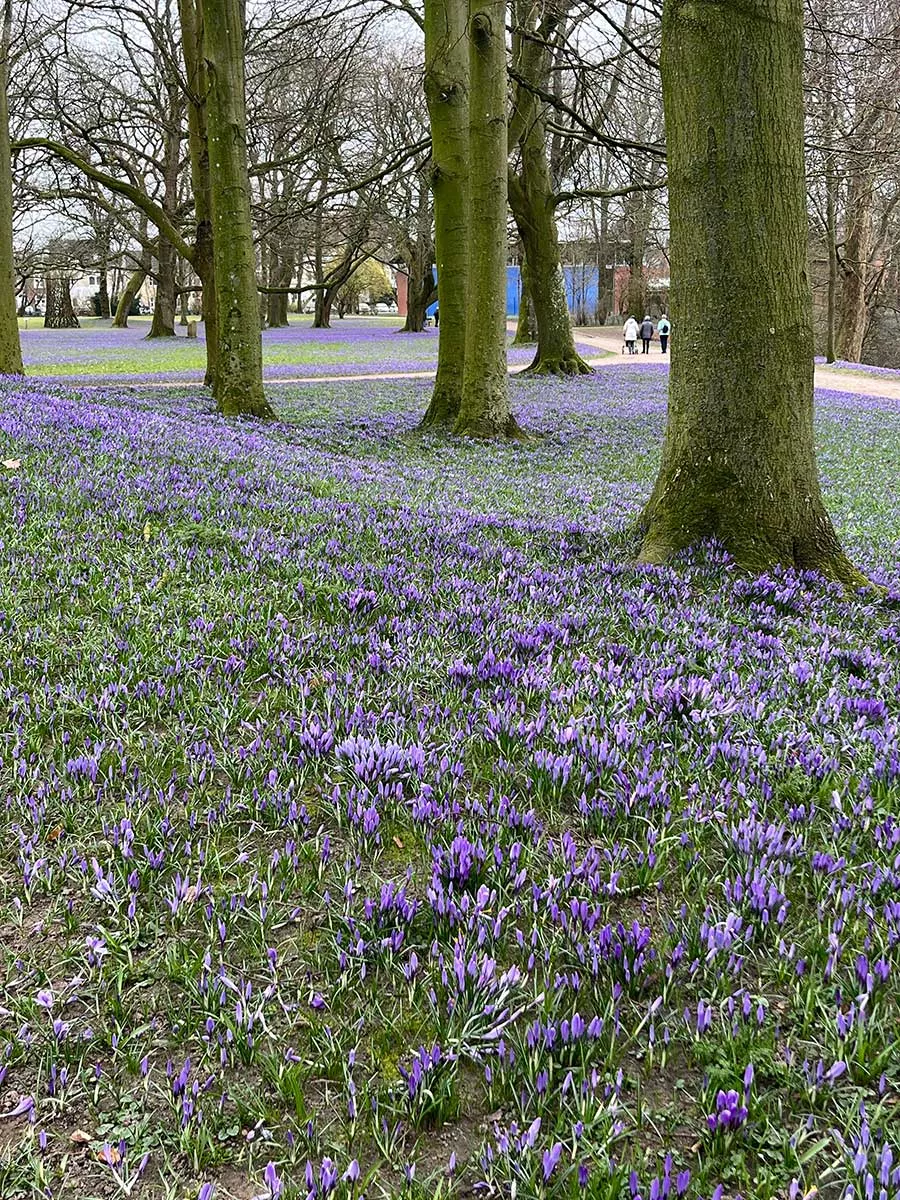 Eiderstedt – Frühlingszauber mit Krokussen in Husum, Natur und Familienurlaub