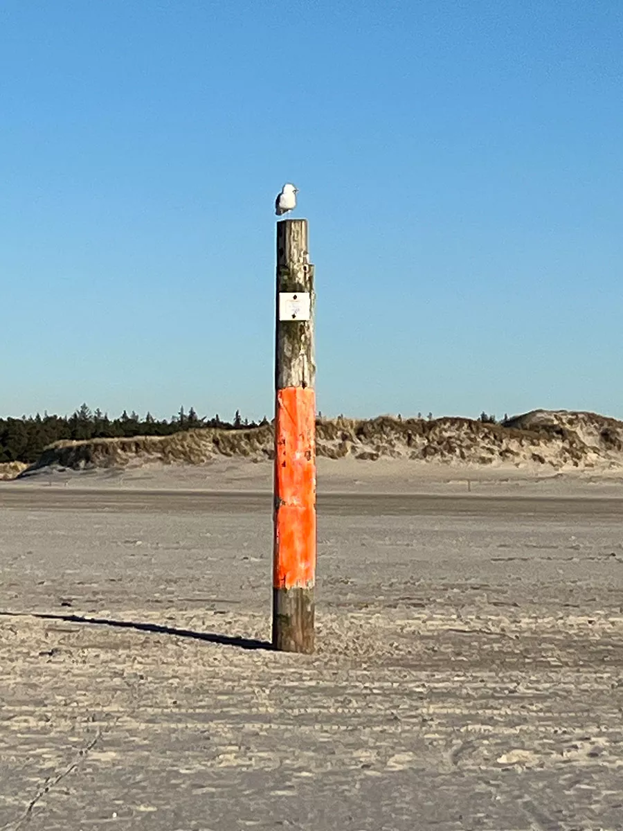 Eiderstedt – Möwe sitzt auf Pfahl an Strand und Dünen, Nordseeurlaub und Naturbeobachtung