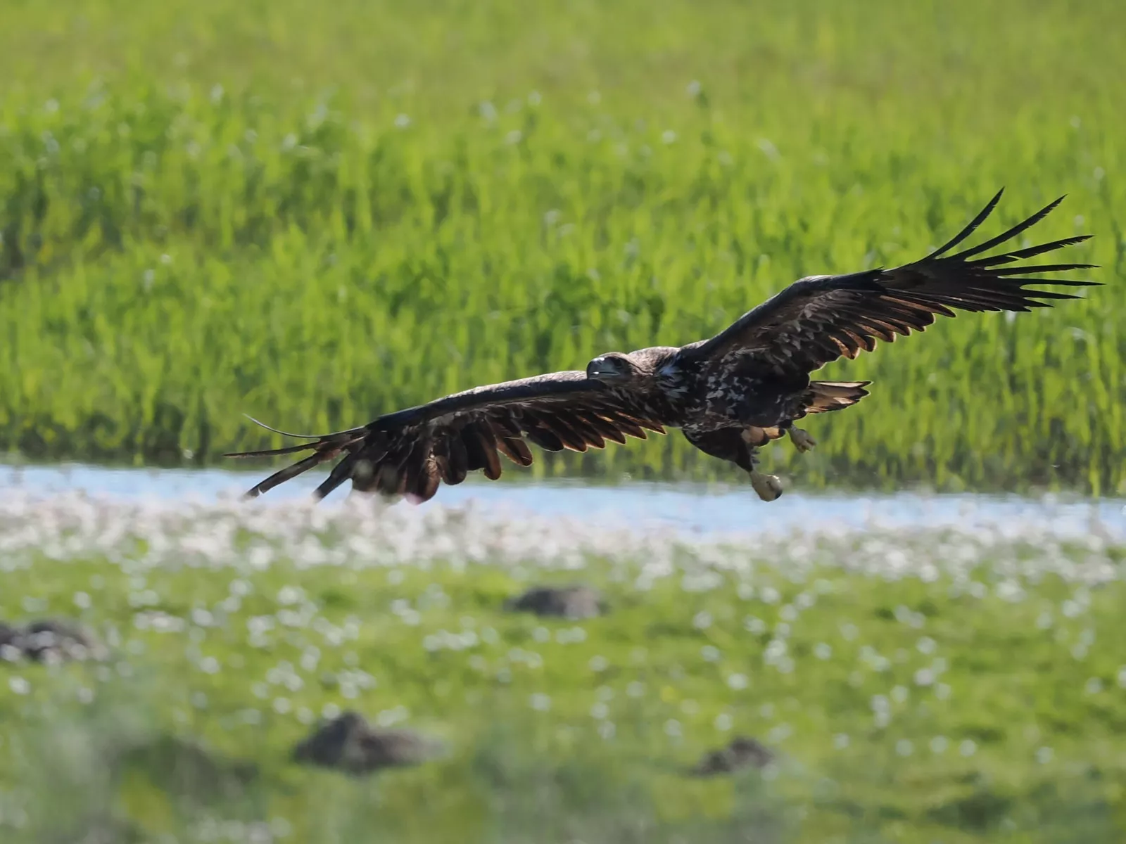 Eiderstedt – Seeadler über Wiese im Katinger Watt, Vogelkundler und Naturbeobachter willkommen